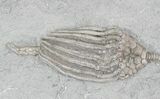 Pair of Macrocrinus Crinoids - Crawfordsville, Indiana #22778-2